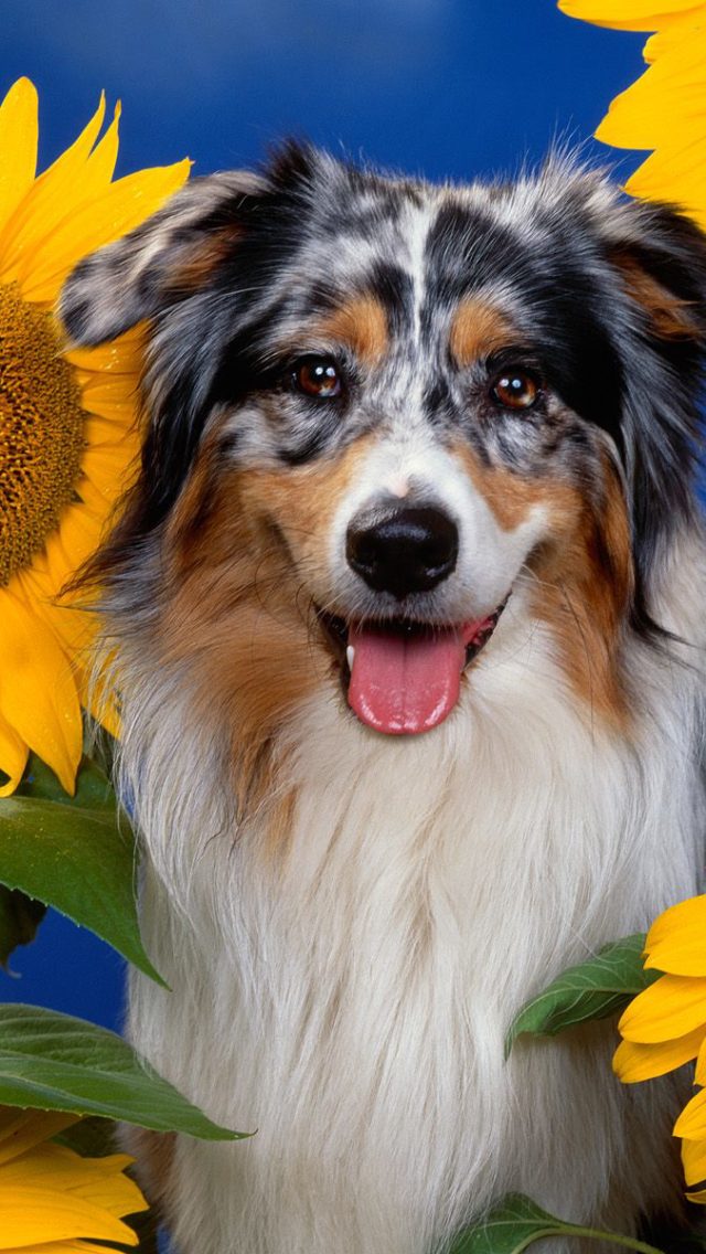 Australian Shepherd HD Wallpaper Backgrounds Dog Pictures